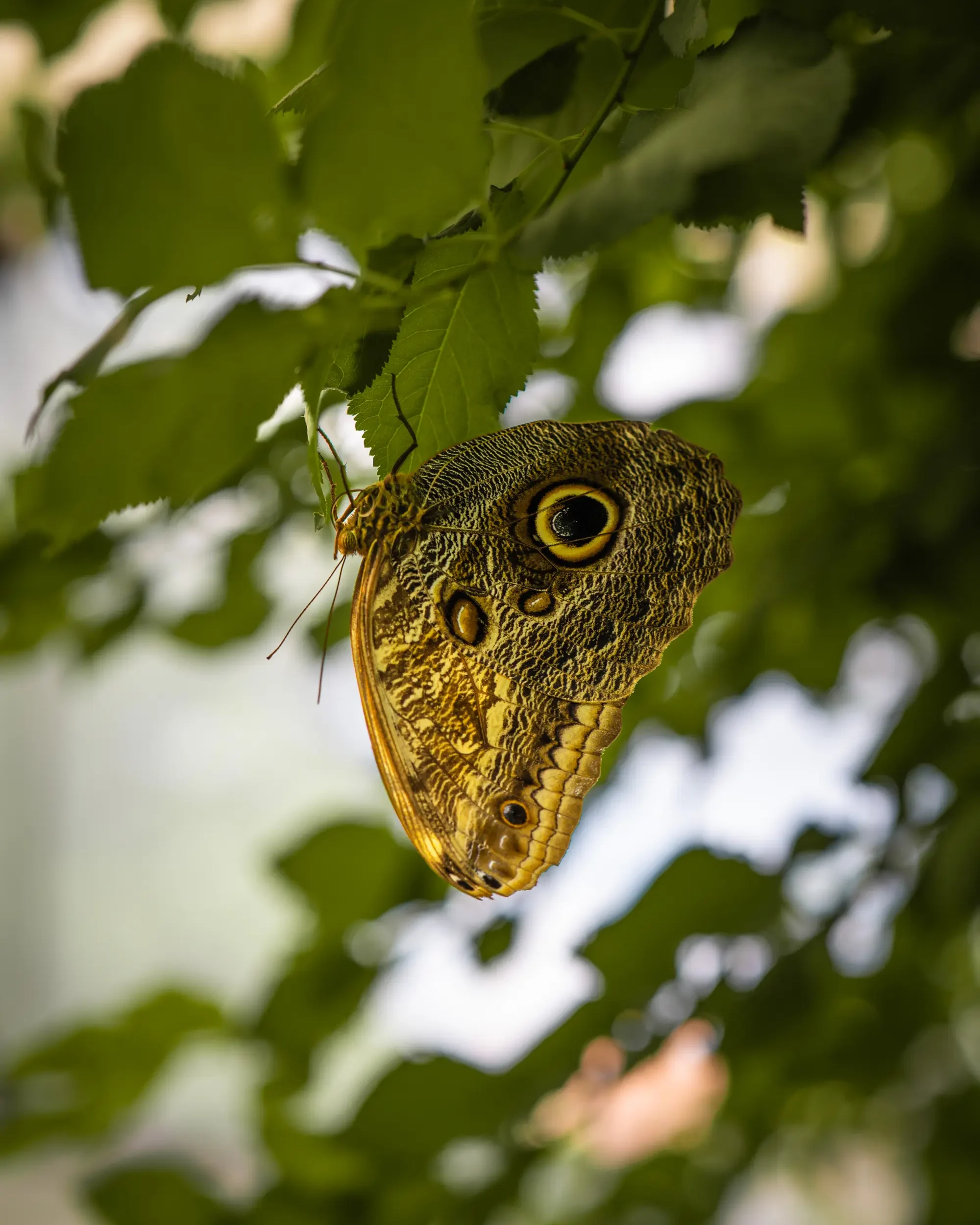 ZOO Bojnice motýľ